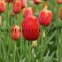 Tulipa Avignon 12/+ (x250)