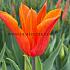 Tulipa Ballerina 12/+ (x250)