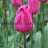 Tulipa Barcelona 12/+ (x250)