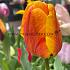 Tulipa Beauty Of Apeldoorn 12/+ (x250)