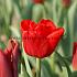 Tulipa Ben Van Zanten 12/+ (x250)