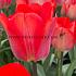 Tulipa Big Chief 12/+ (x250)