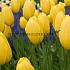 Tulipa Big Smile 12/+ (x250)