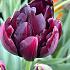 Tulipa Black Hero 12/+ (x250)