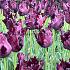 Tulipa Black Parrot 12/+ (x250)