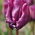 Tulipa Blue Parrot 12/+ (x250)