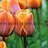 Tulipa Cairo 12/+ (x250)