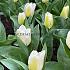 Tulipa Calgary 12/+ (x250)