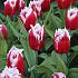 Tulipa Canasta 12/+ (x250)