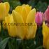 Tulipa Candela 12/+ (x250)