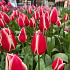 Tulipa Candy Apple Delight 12/+ (x250)