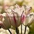 Tulipa Candy Club 12/+ (x250)