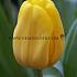 Tulipa Caractere 12/+ (x250)