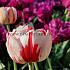 Tulipa Carnaval De Nice 12/+ (x250)