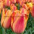 Tulipa Charade 12/+ (x250)