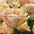 Tulipa Charming Lady 12/+ (x250)