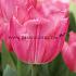 Tulipa Christmas Dream 12/+ (x250)