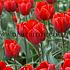 Tulipa Couleur Cardinal 12/+ (x250)