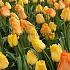 Tulipa Daydream 12/+ (x250)