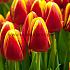Tulipa Denmark 12/+ (x250)
