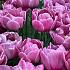 Tulipa Double You 12/+ (x250)