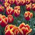 Tulipa Dow Jones 12/+ (x250)