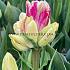 Tulipa Dream Club 12/+ (x250)