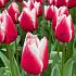 Tulipa Dutch Design 12/+ (x250)