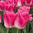 Tulipa Dynasty 12/+ (x250)