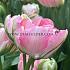 Tulipa Finola 12/+ (x250)