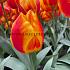 Tulipa Flair 12/+ (x250)