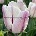 Tulipa Flaming Flag 12/+ (x250)