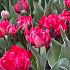 Tulipa Flash Point 12/+ (x250)