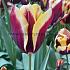 Tulipa Gavota 12/+ (x250)
