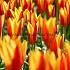 Tulipa Giuseppe Verdi 12/+ (x250)