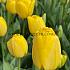 Tulipa Golden Parade 12/+ (x250)