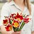 Tulipa Grand Perfection 12/+ (x250)