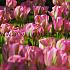 Tulipa Groenland 12/+ (x250)