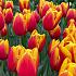 Tulipa Hennie Vander Most 12/+ (x250)