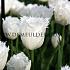Tulipa Honeymoon 12/+ (x250)