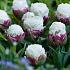 Tulipa Ice Cream 11/12 (x 250)