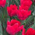 Tulipa Ile De France 12/+ (x250)