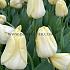 Tulipa Ivory Floradale 12/+ (x250)