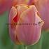 Tulipa Jimmy 12/+ (x250)
