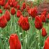 Tulipa Kingsblood 12/+ (x250)