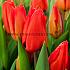Tulipa Lalibela 12/+ (x250)
