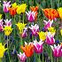 Tulipa Lilyflowering Mixed 12/+ (x250)