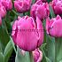 Tulipa Margarita 12/+ (x250)