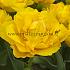 Tulipa Marie Jo 12/+ (x250)