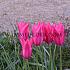 Tulipa Mariette 12/+ (x250)